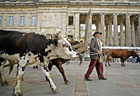 Vacas al frente del Palacio Presidencial, Colombia